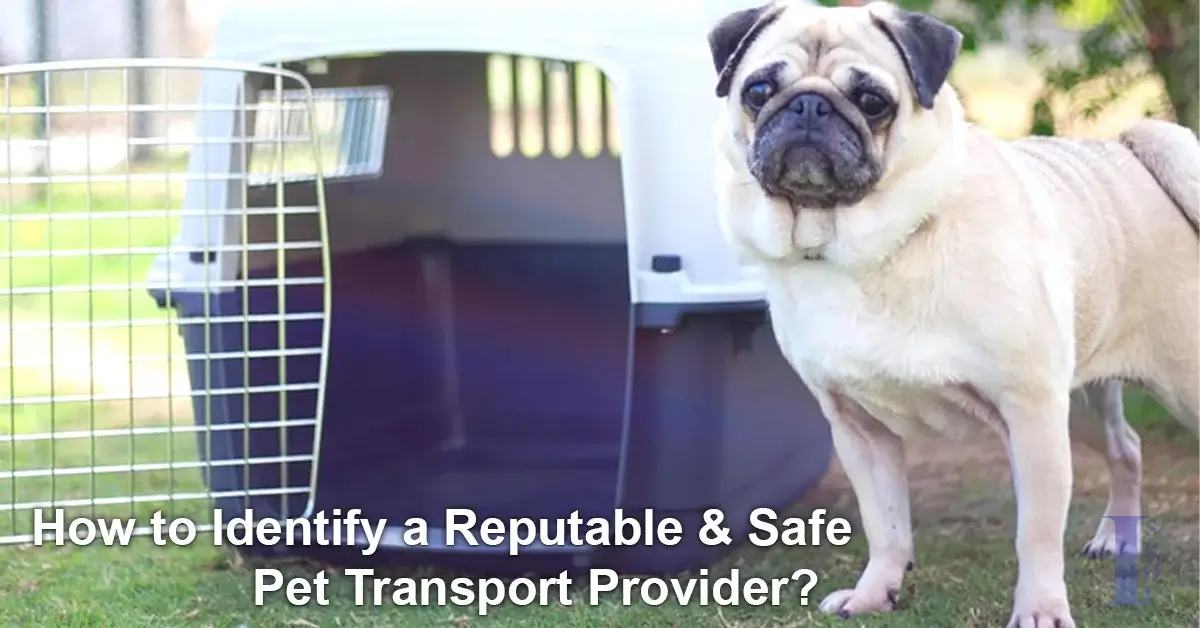 How to Identify a Reputable and Safe Pet Transport Provider